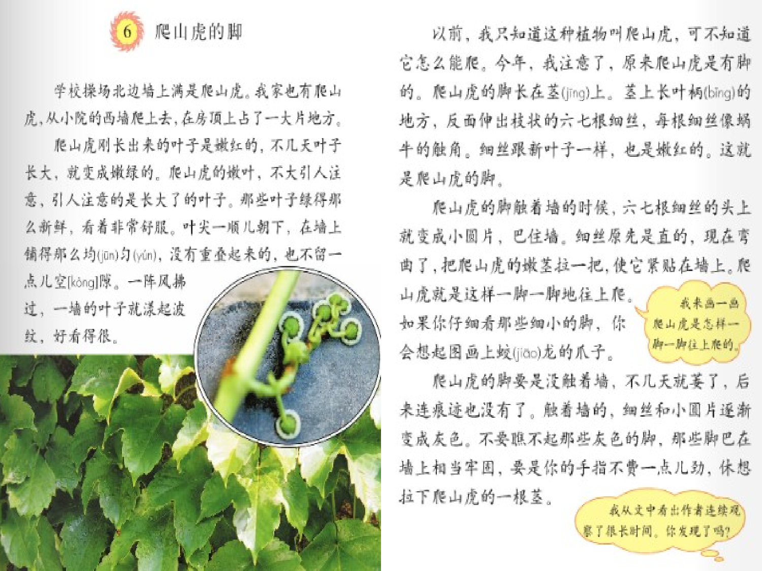 【课件】爬山虎的脚.ppt 第8页