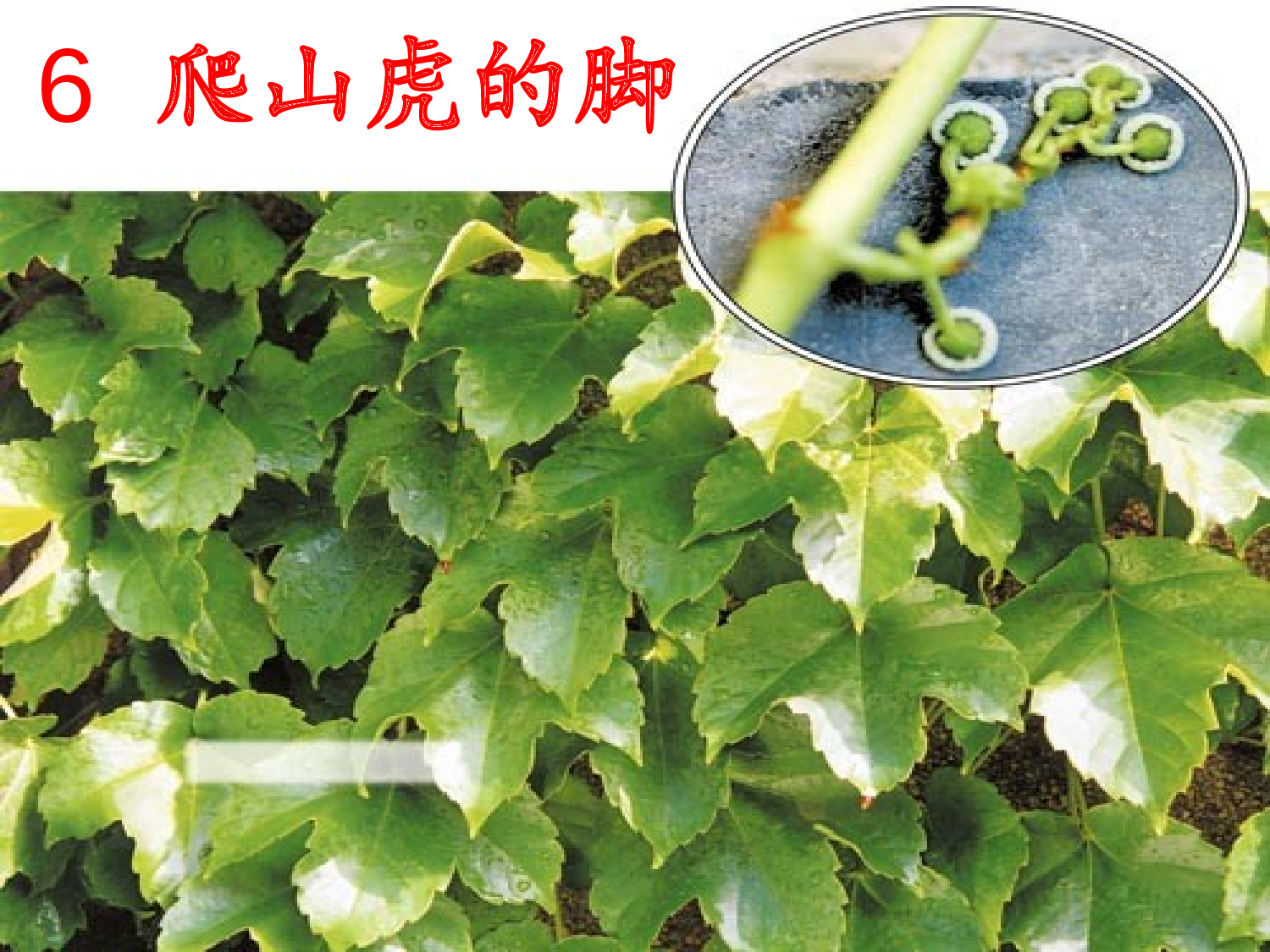 【课件】爬山虎的脚.ppt 第4页