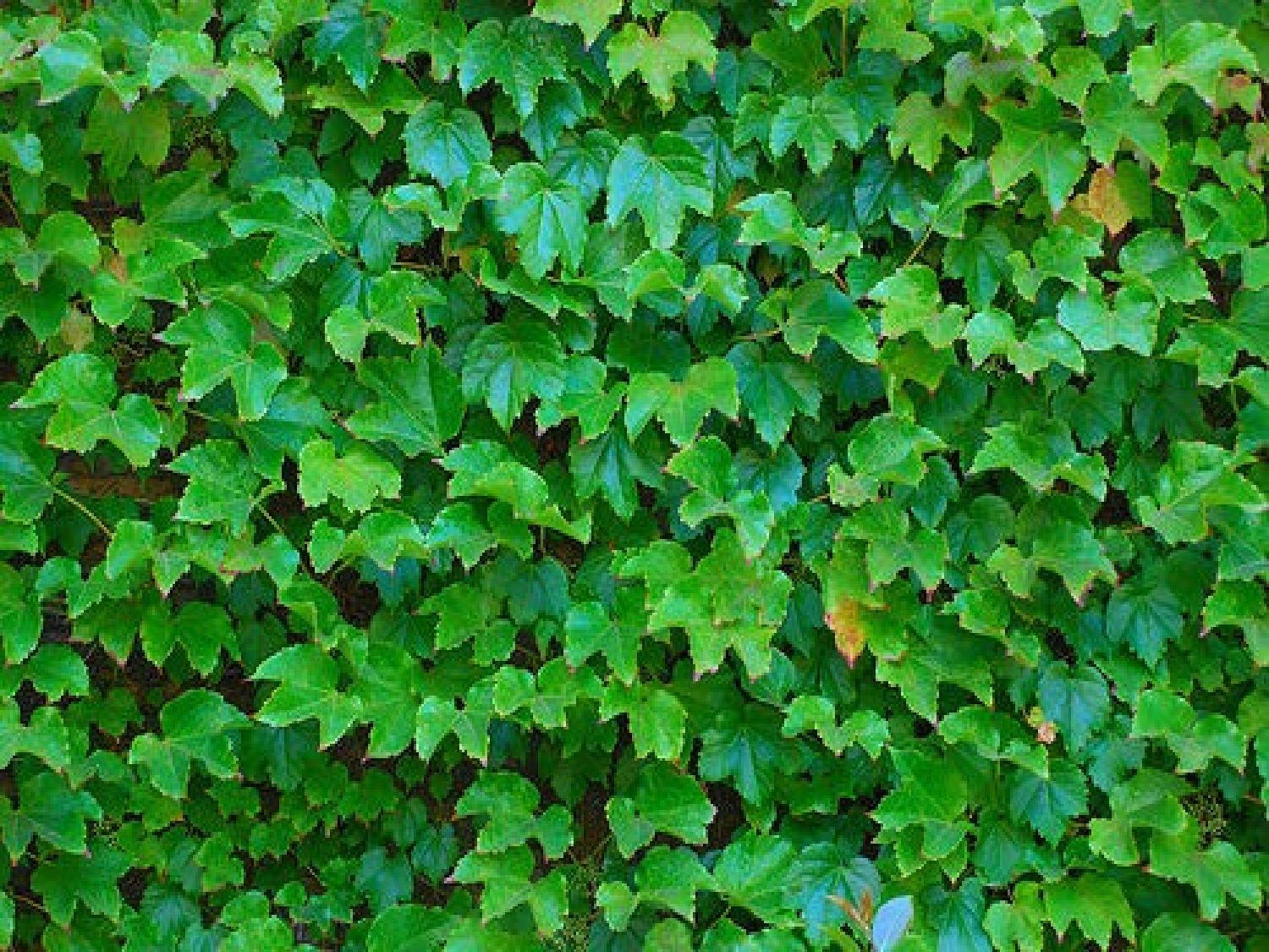 【课件】爬山虎的脚.ppt 第2页