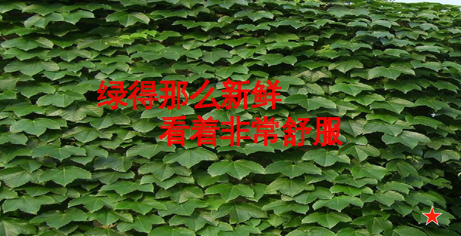 【课件】《爬山虎的脚》课件.ppt 第10页