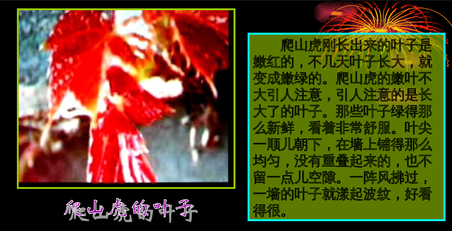 【课件】《爬山虎的脚》课件.ppt 第9页