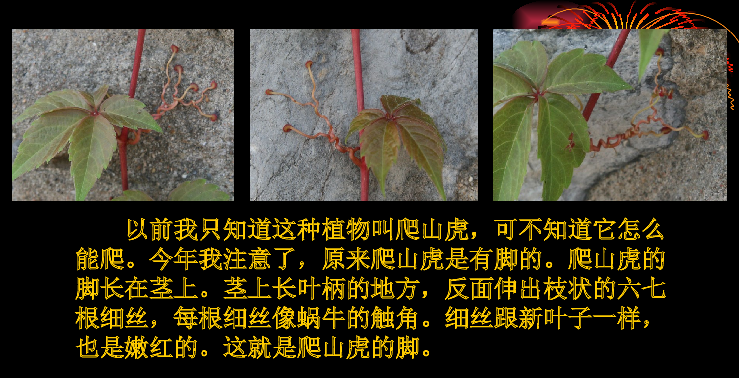 【课件】《爬山虎的脚》课件.ppt 第5页