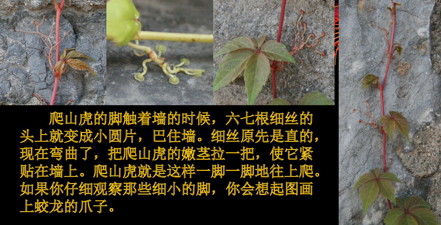 【课件】《爬山虎的脚》课件.ppt 第6页