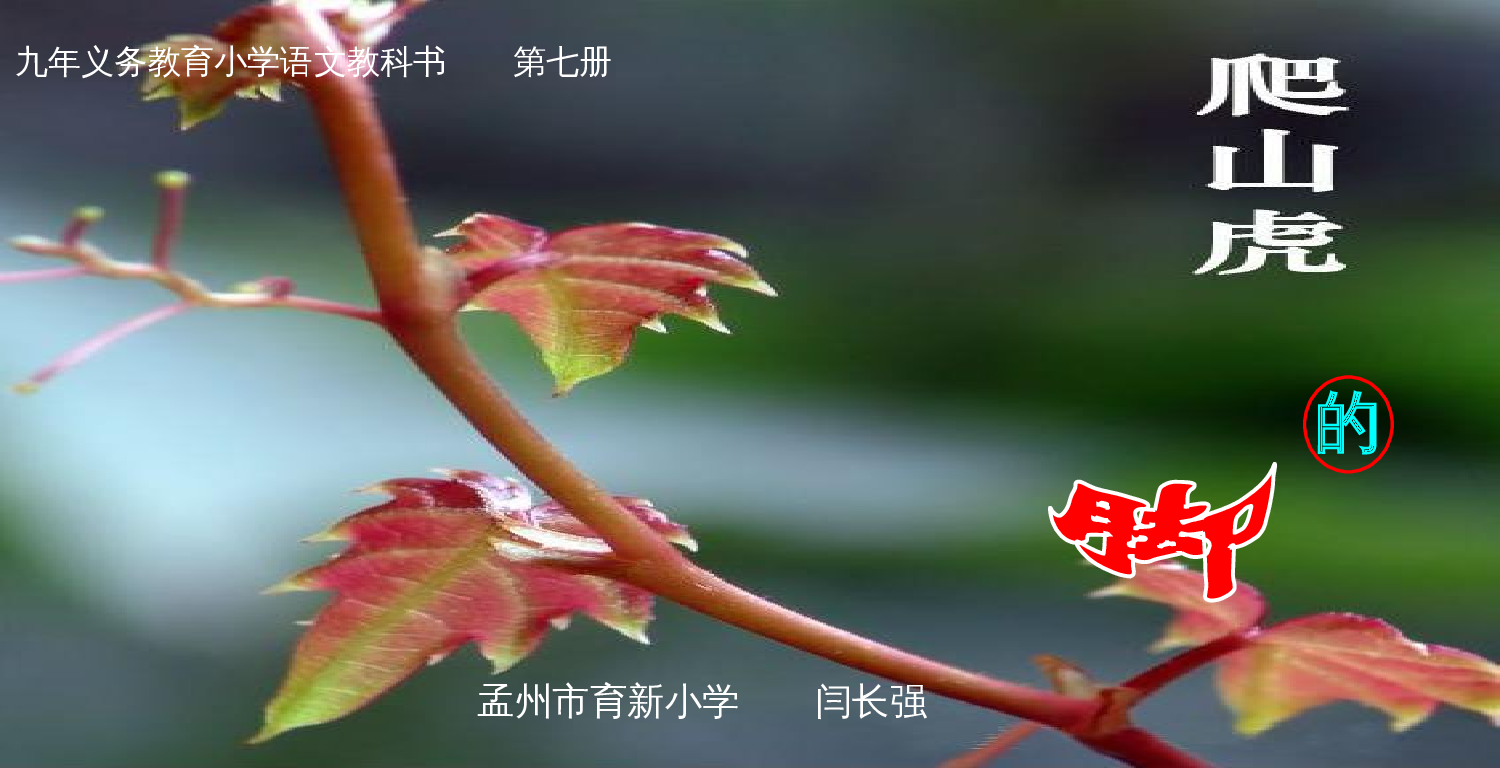 【课件】《爬山虎的脚》课件.ppt 第1页