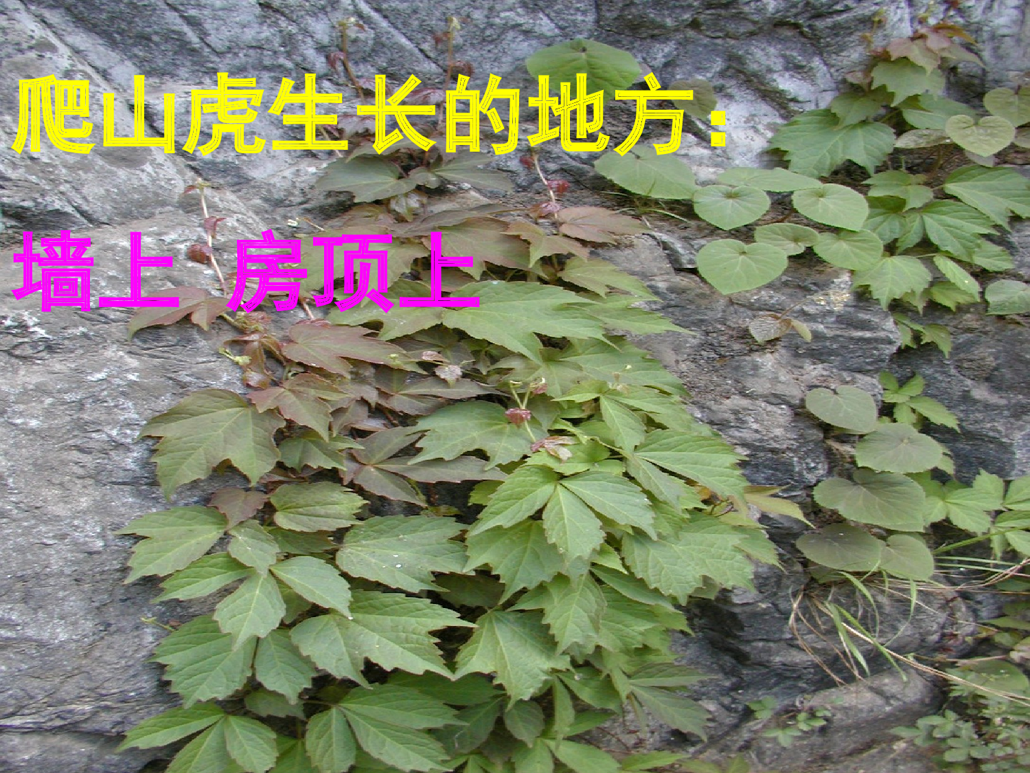 【课件】爬山虎的脚.ppt 第3页