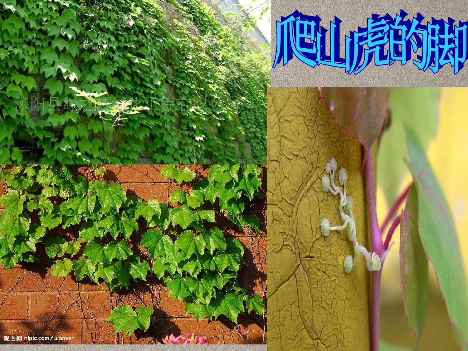 【课件】爬山虎的脚.ppt 第1页