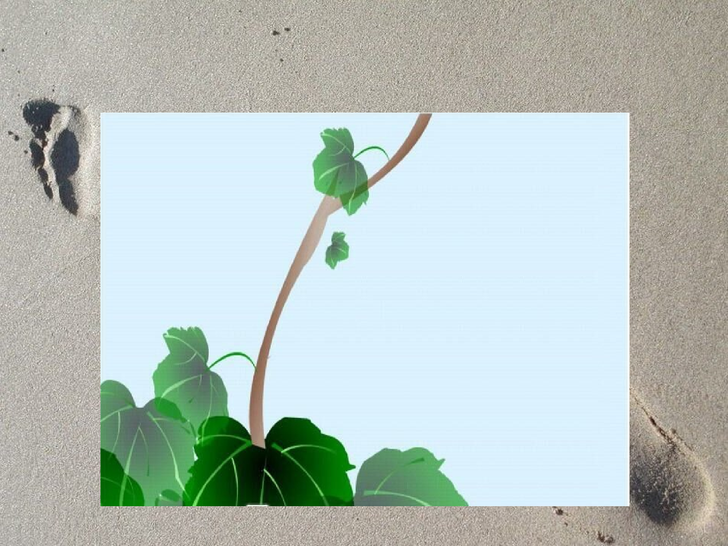 【课件】爬山虎的脚.ppt 第9页