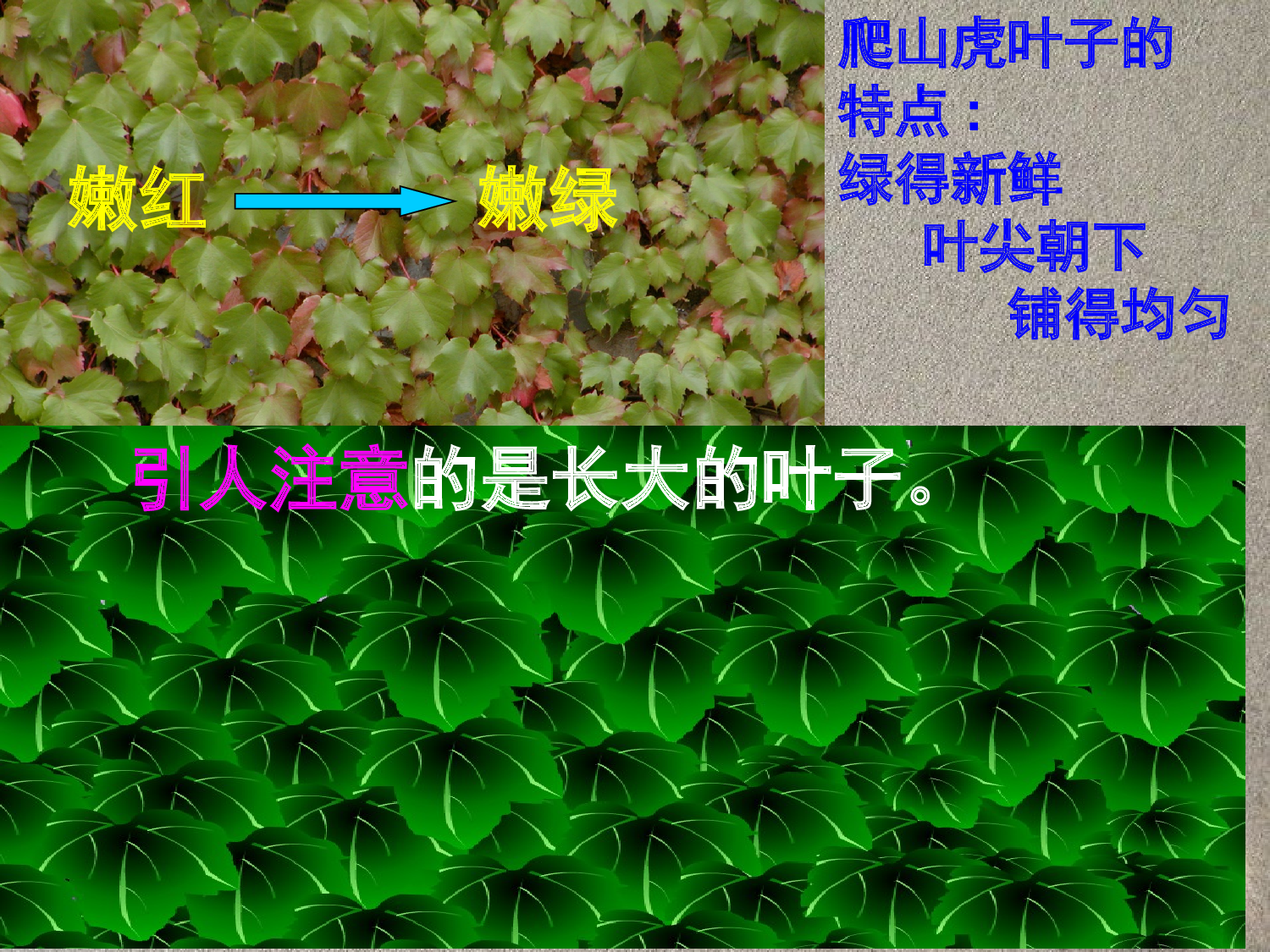 【课件】爬山虎的脚.ppt 第4页