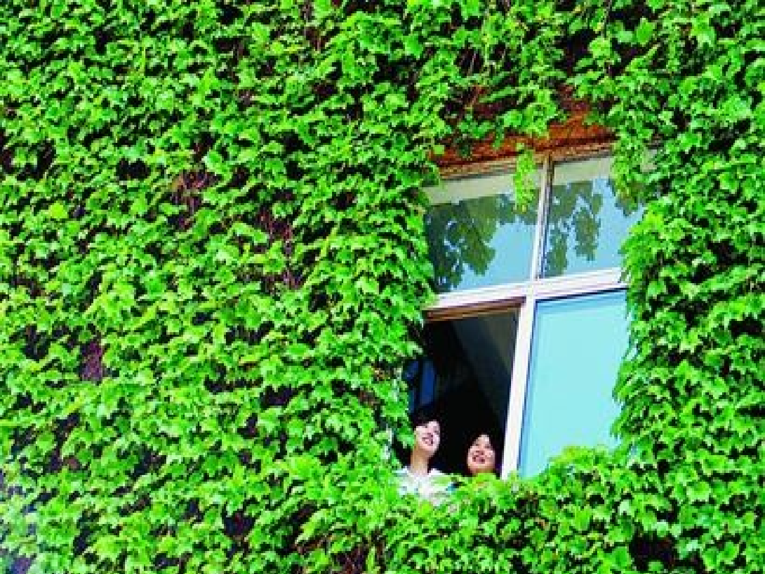 【课件】爬山虎的脚.ppt 第5页