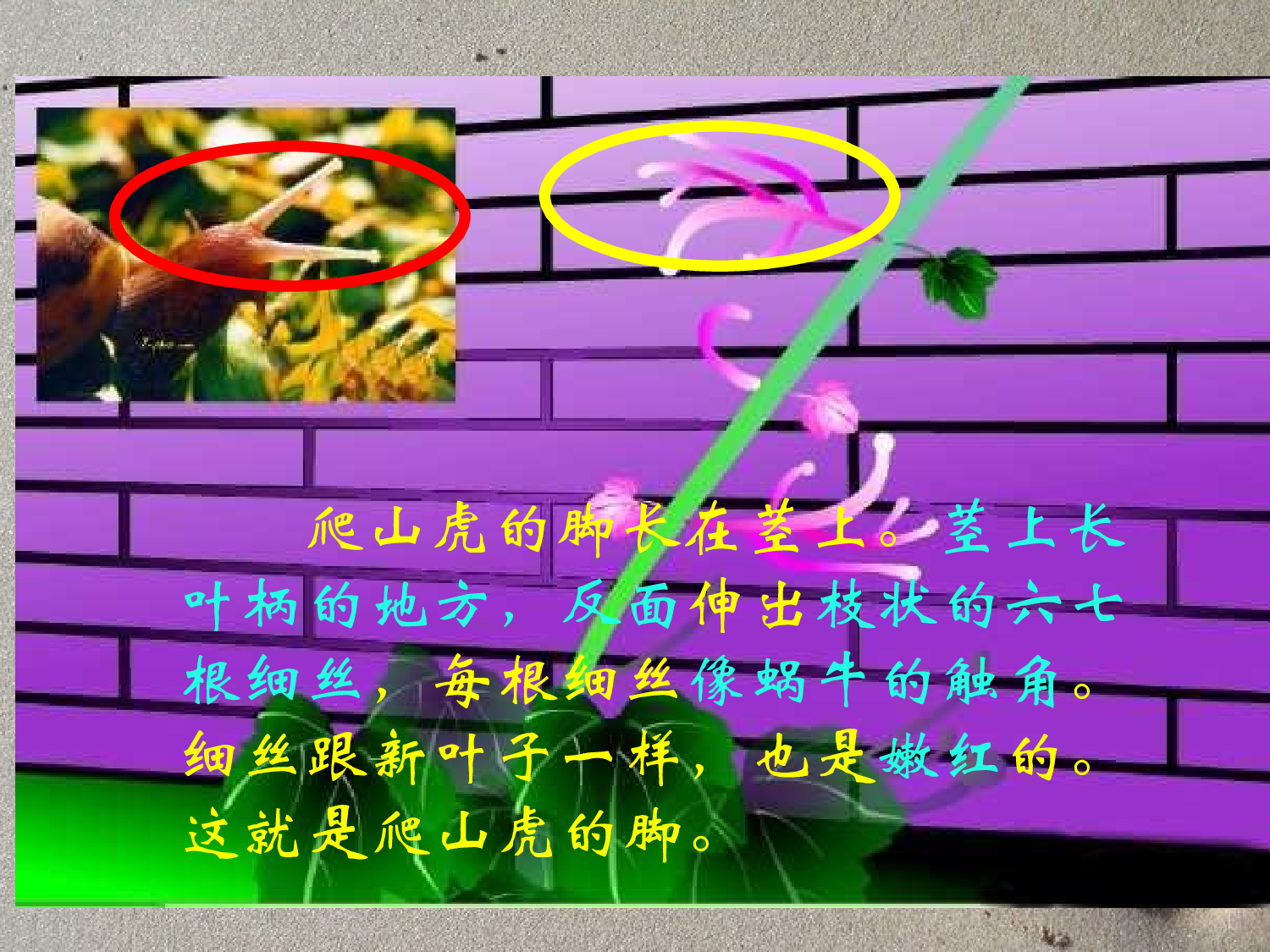 【课件】爬山虎的脚.ppt 第6页