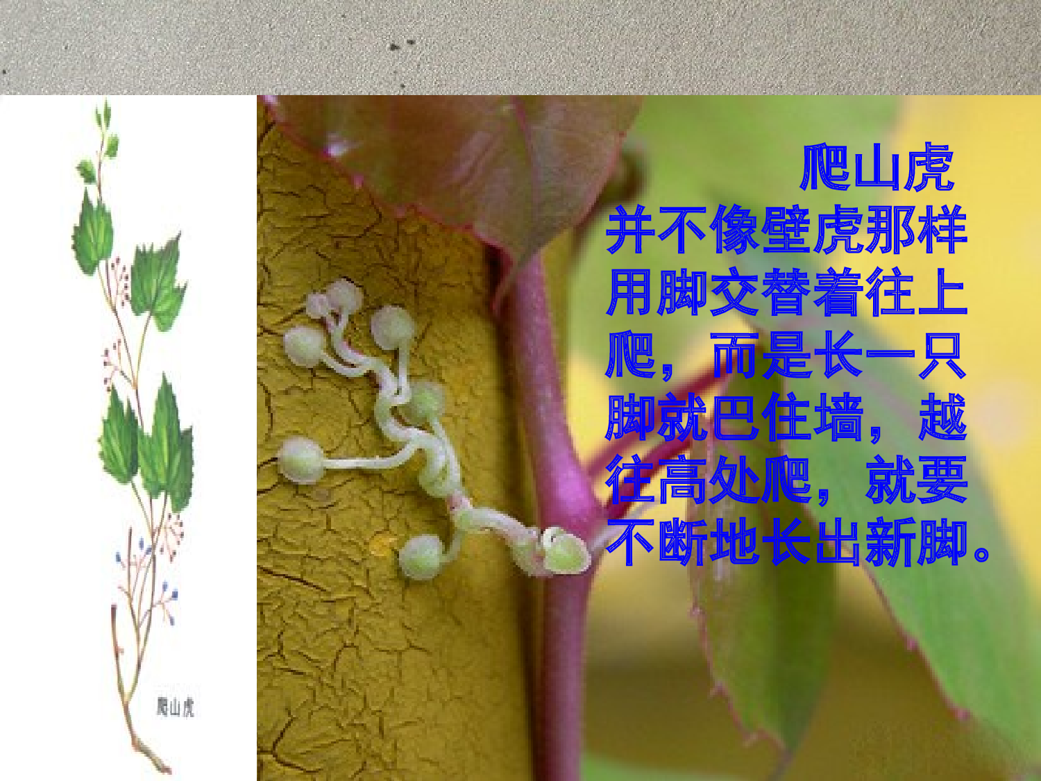 【课件】爬山虎的脚.ppt 第7页