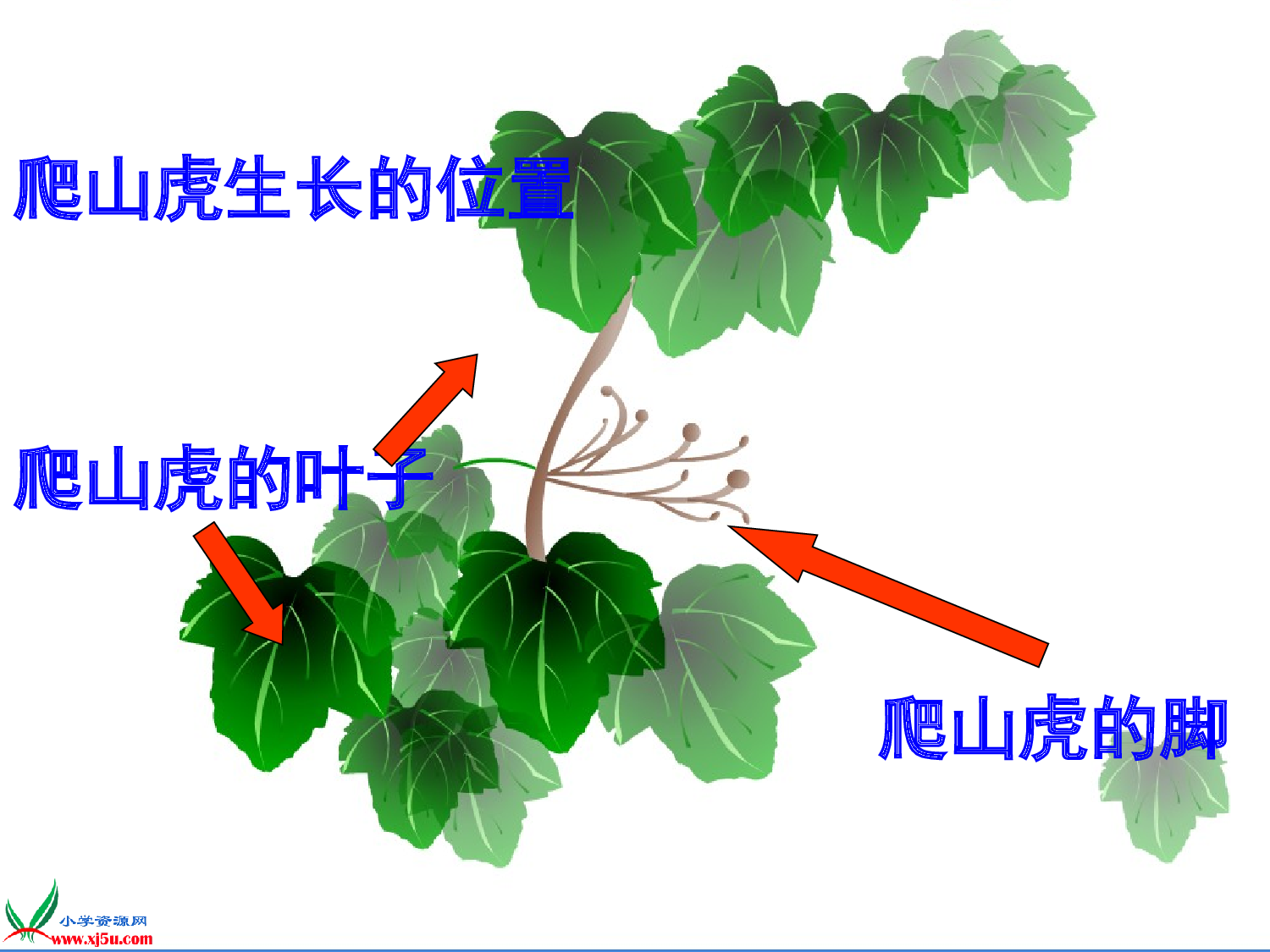 【课件】爬山虎的脚.ppt 第7页