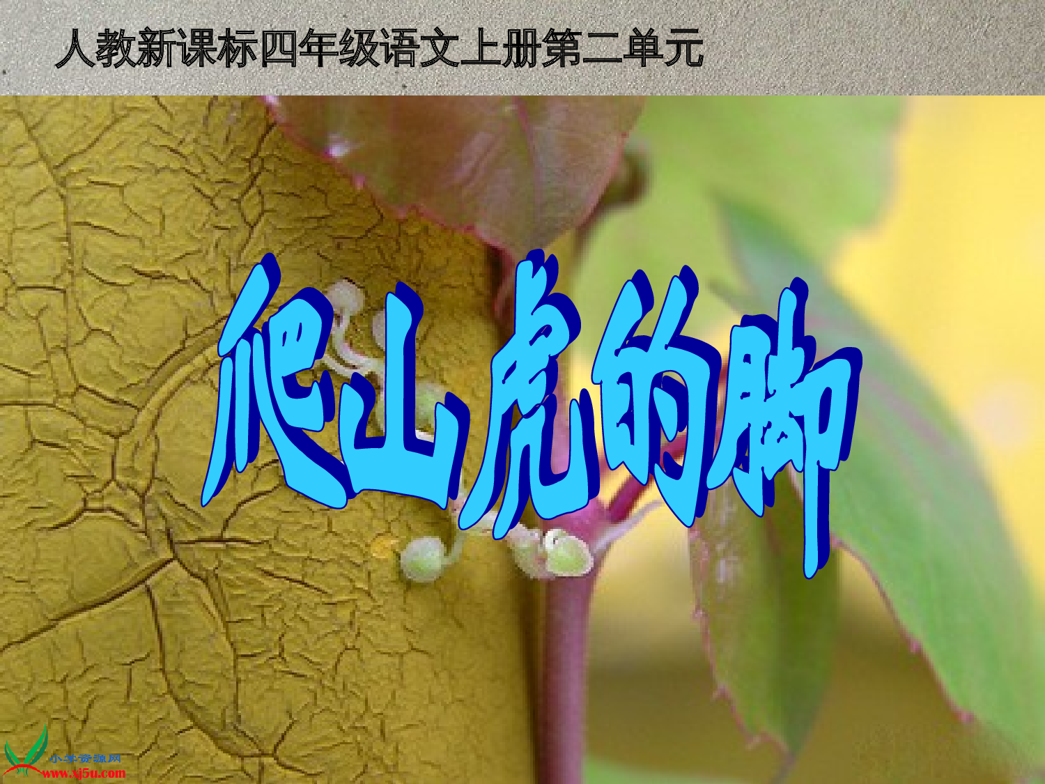 【课件】爬山虎的脚.ppt 第3页