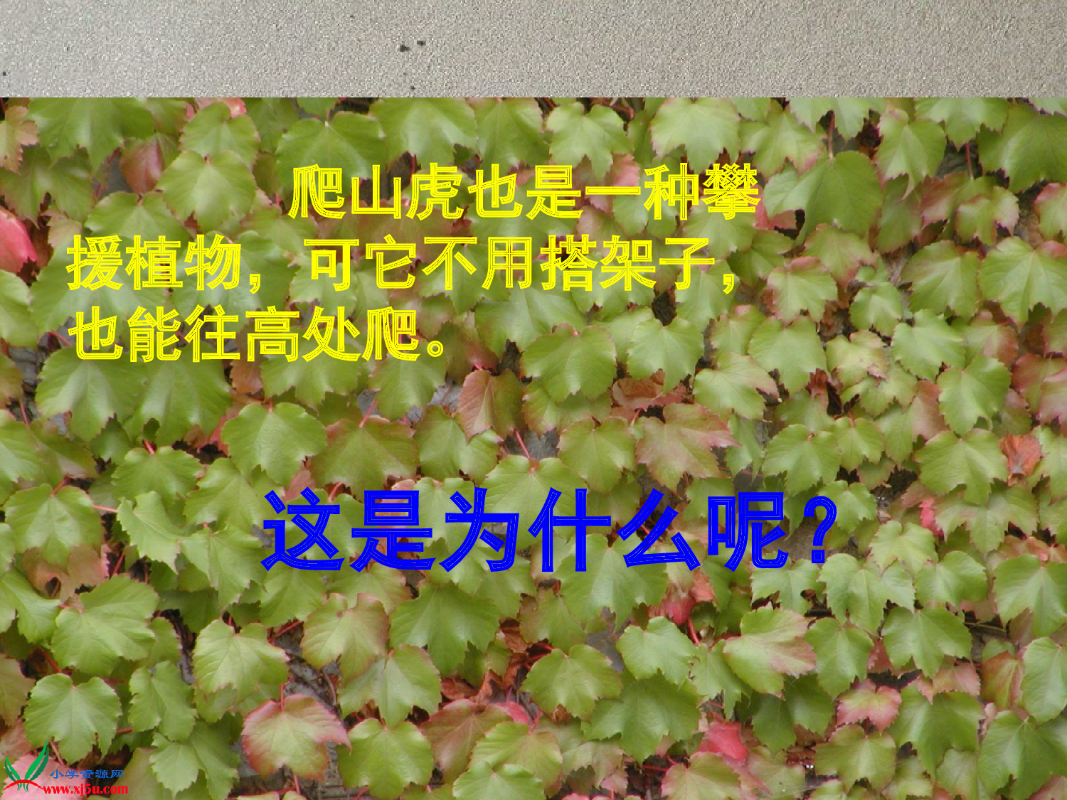 【课件】爬山虎的脚.ppt 第2页