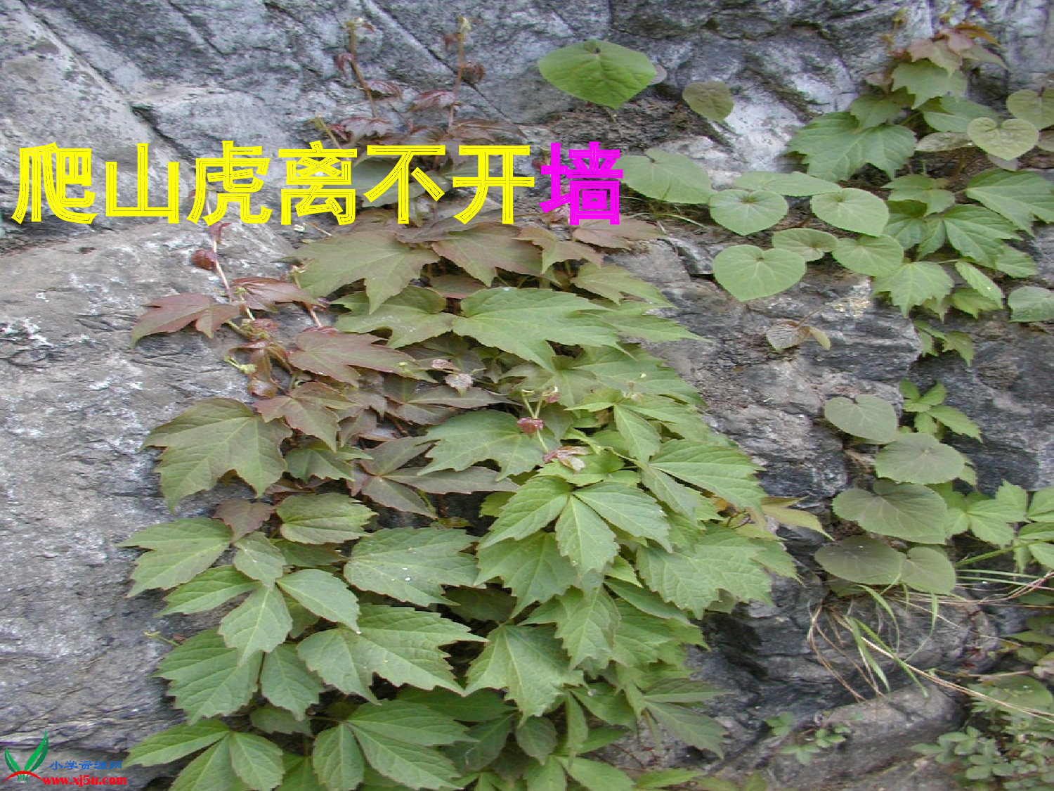 【课件】爬山虎的脚.ppt 第9页