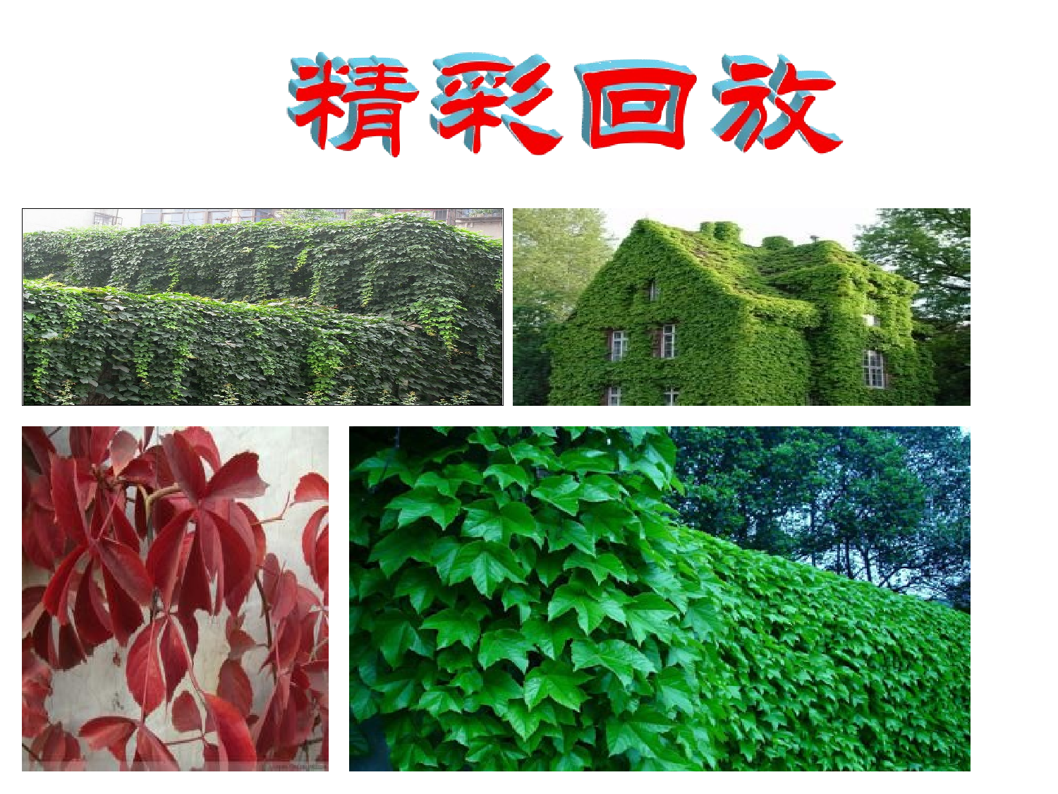 【课件】爬山虎的脚.ppt 第3页
