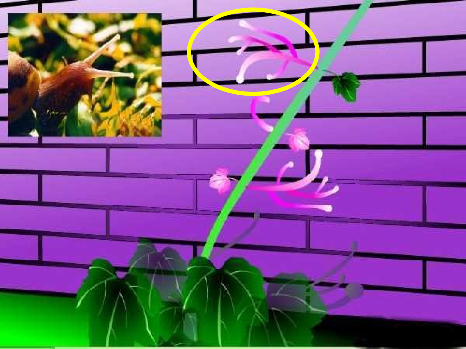 【课件】爬山虎的脚.ppt 第6页