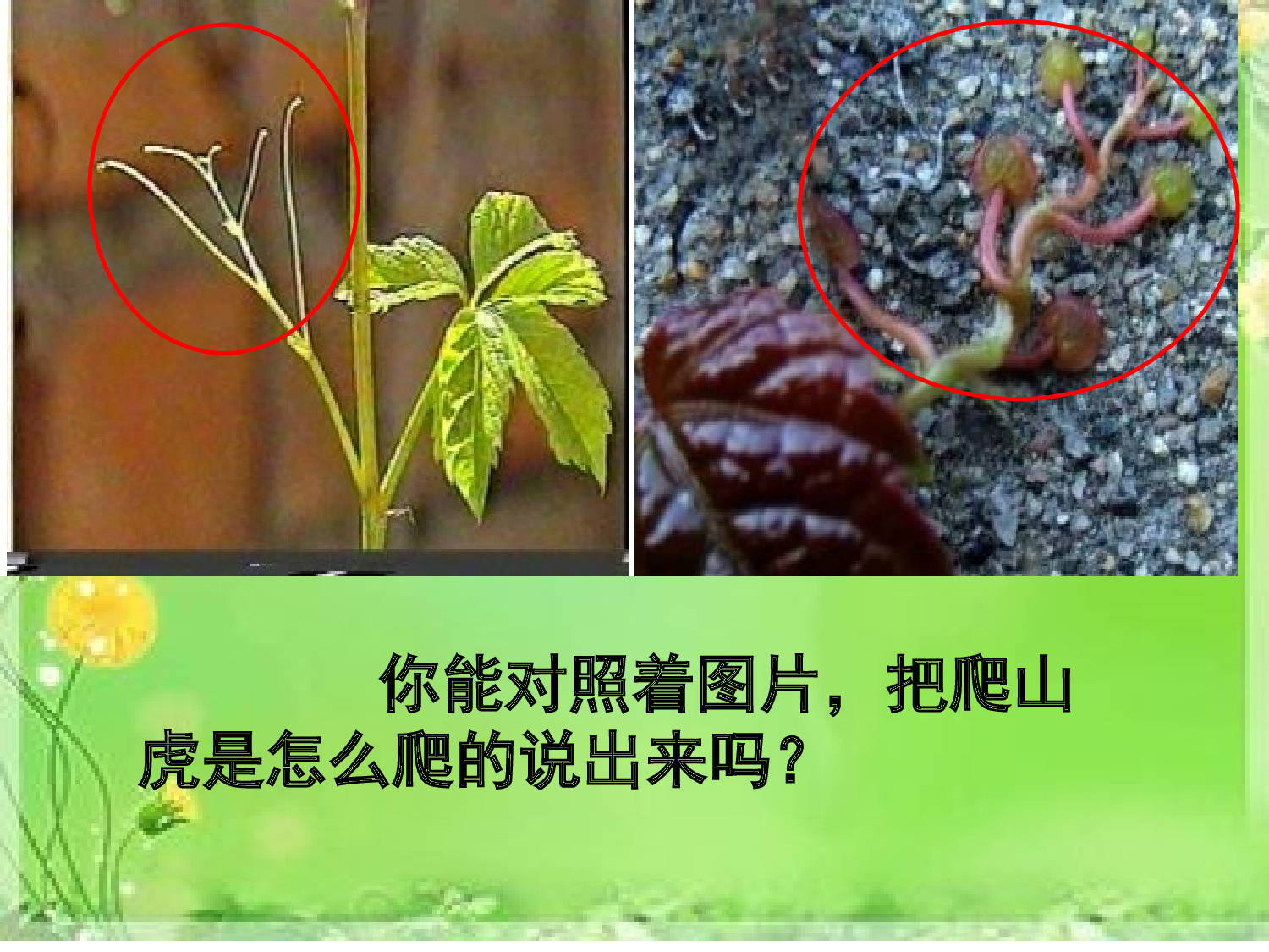 【课件】爬山虎的脚.ppt 第9页