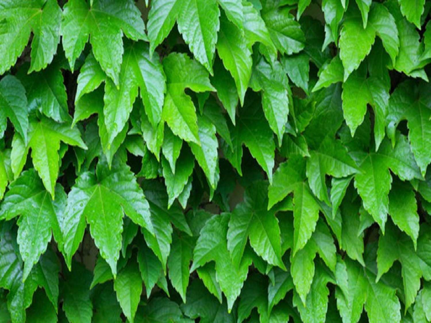 【课件】《爬山虎的脚》.ppt 第7页