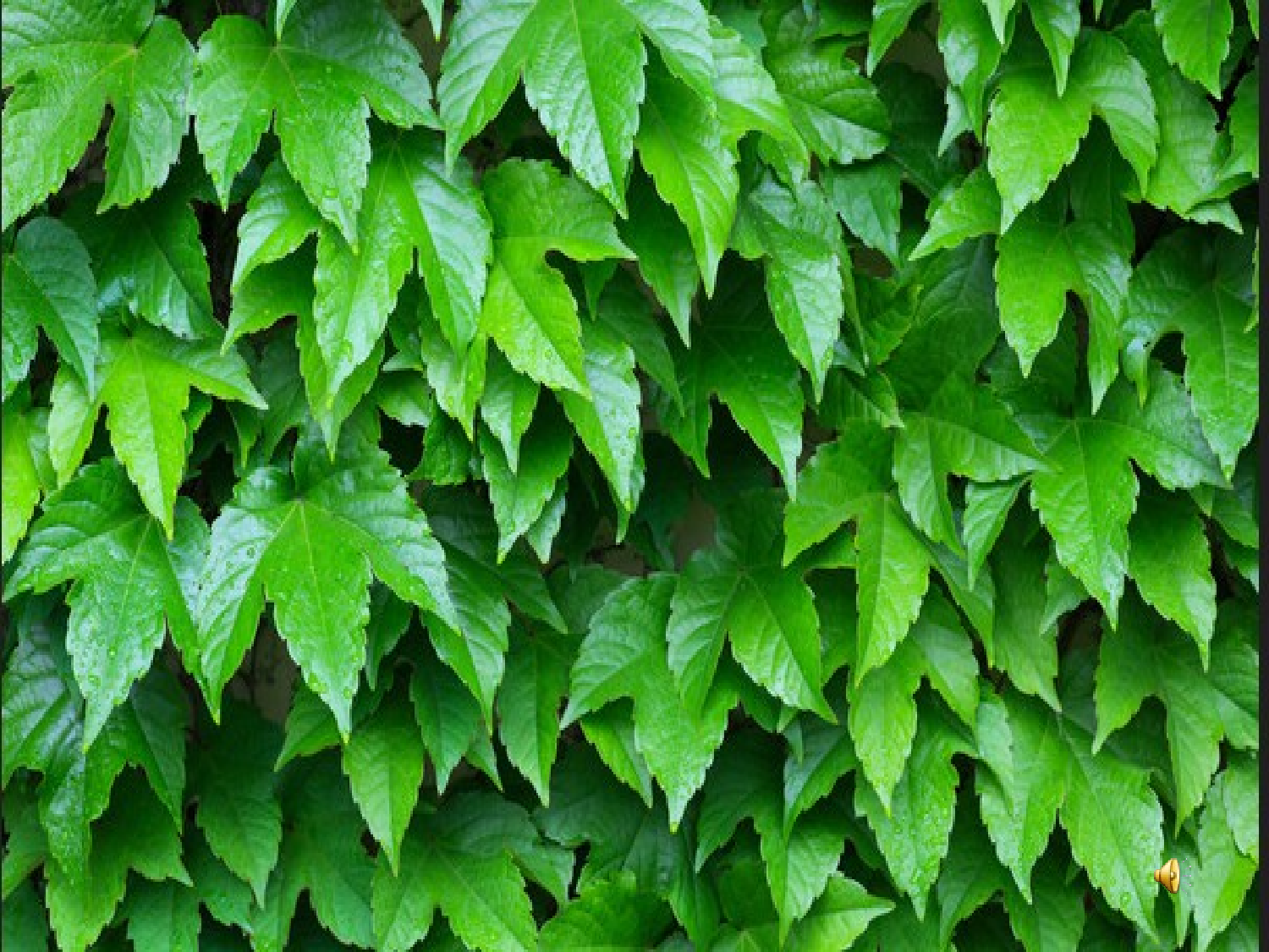 【课件】《爬山虎的脚》.ppt 第6页