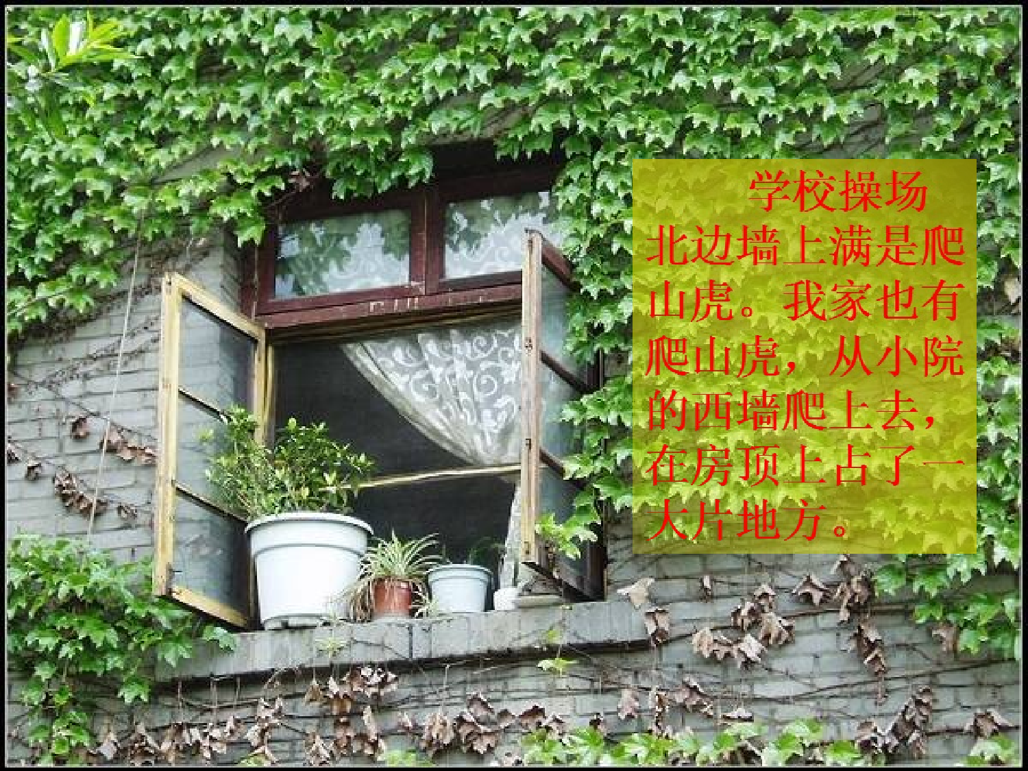 【课件】爬山虎的脚  第二课时.ppt 第4页