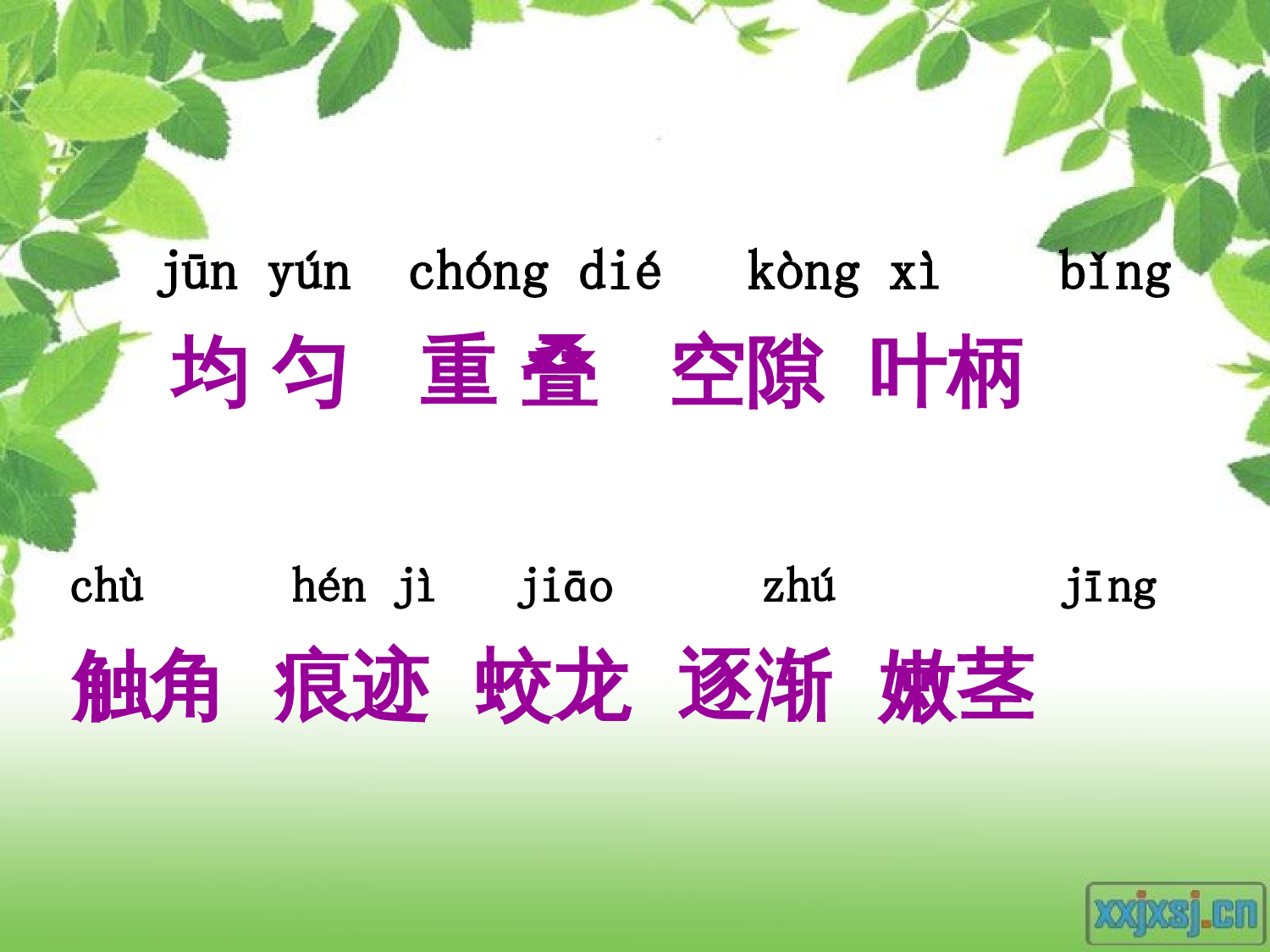 【课件】爬山虎的脚ppt.ppt 第4页