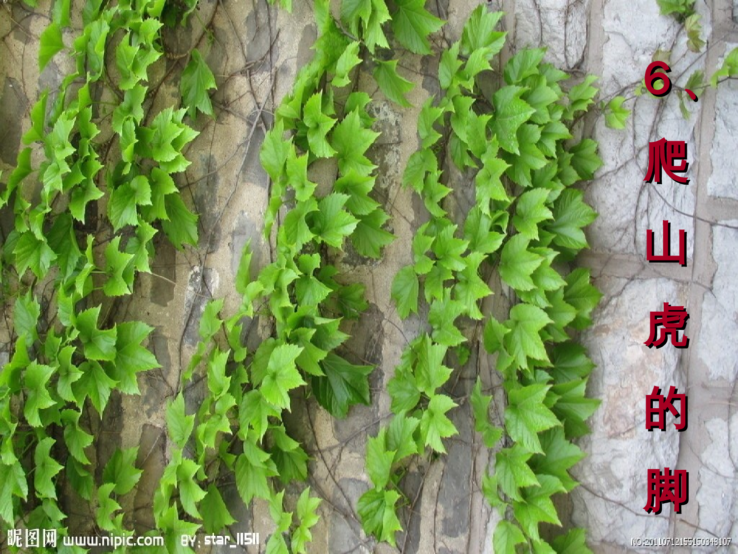 【课件】爬山虎的脚ppt.ppt 第2页