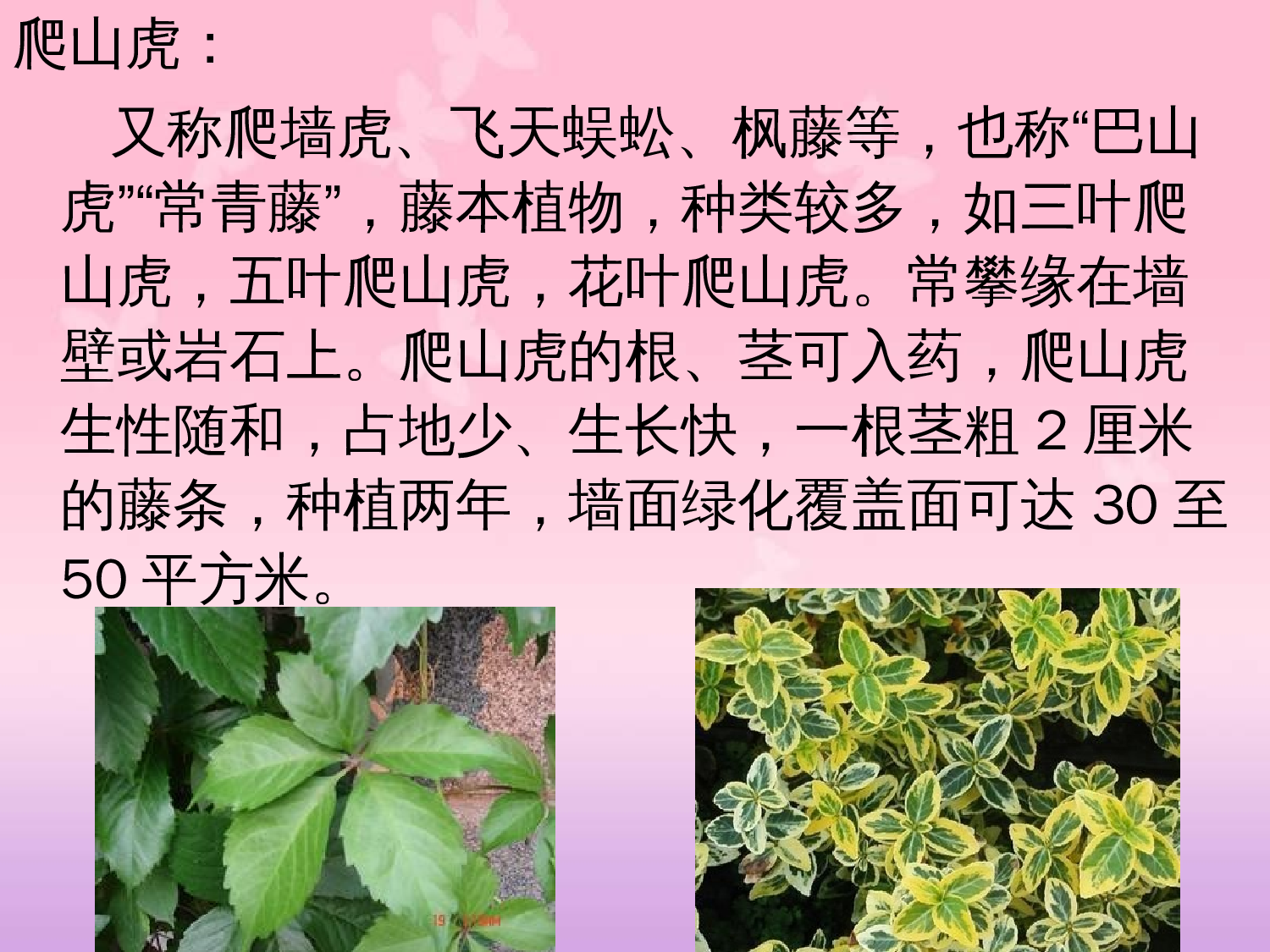 【课件】爬山虎的脚ppt.ppt 第3页