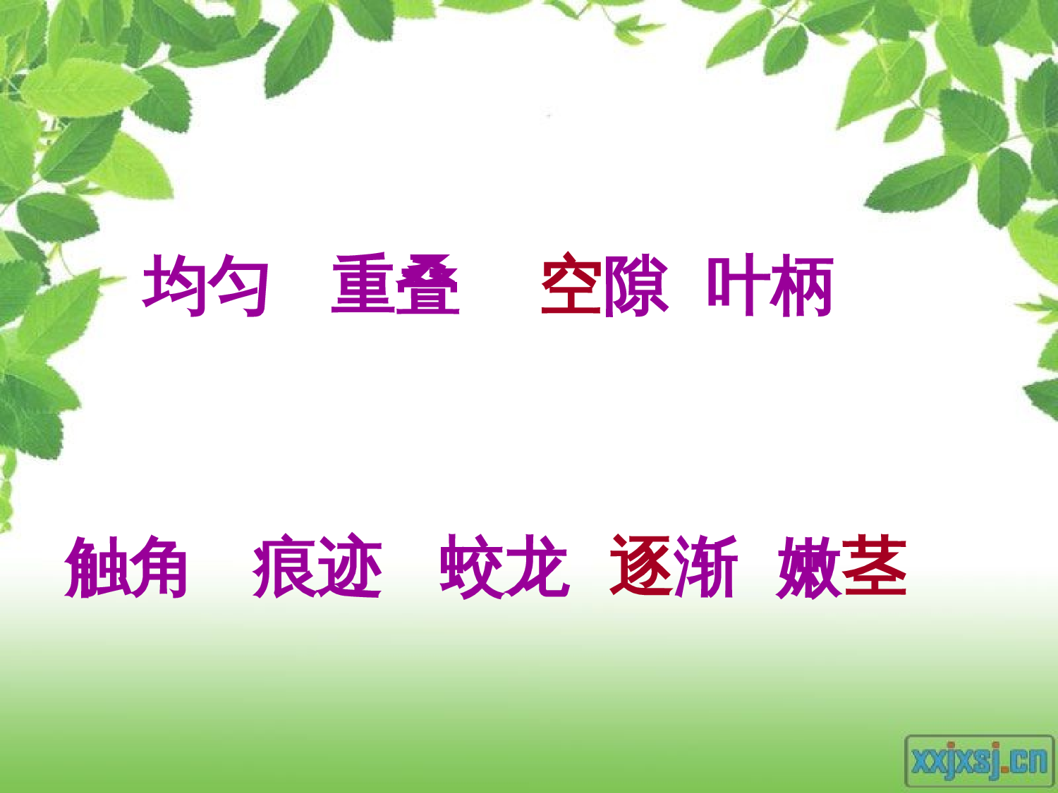 【课件】爬山虎的脚ppt.ppt 第5页