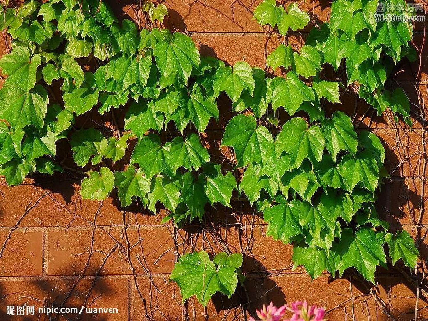 【课件】爬山虎的脚ppt.ppt 第8页