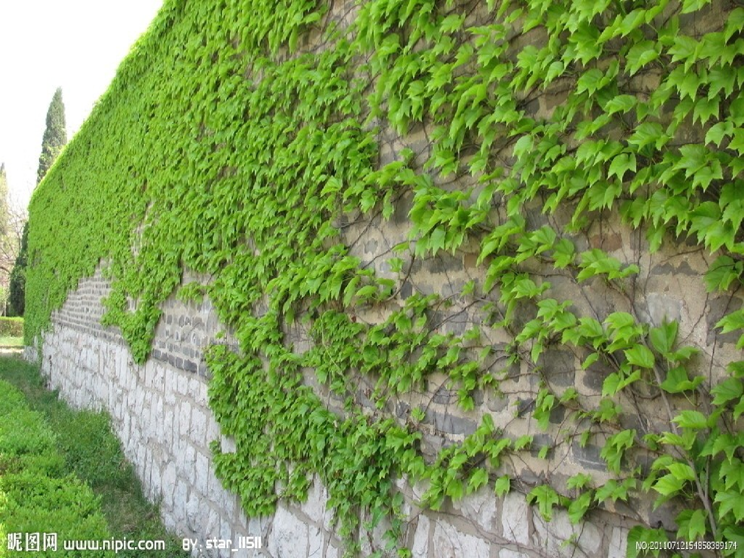 【课件】爬山虎的脚ppt.ppt 第9页