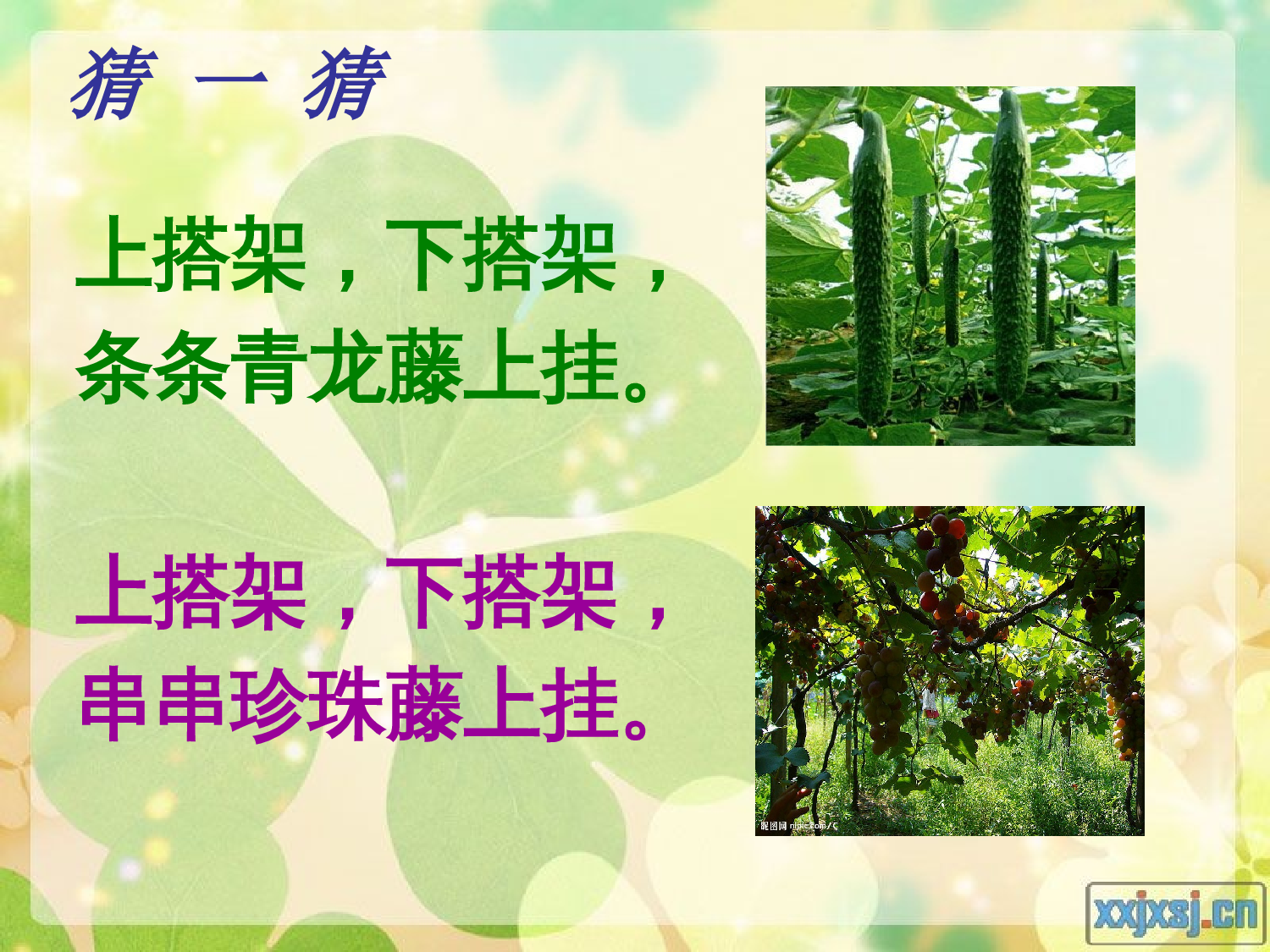 【课件】爬山虎的脚ppt.ppt 第1页