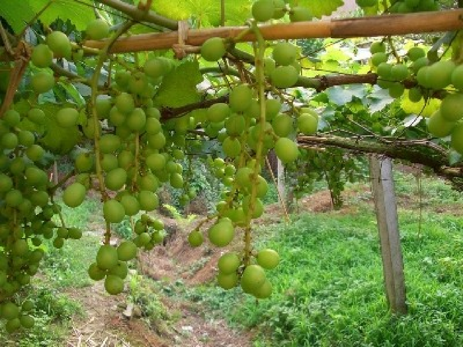 【课件】爬山虎的脚.ppt 第2页