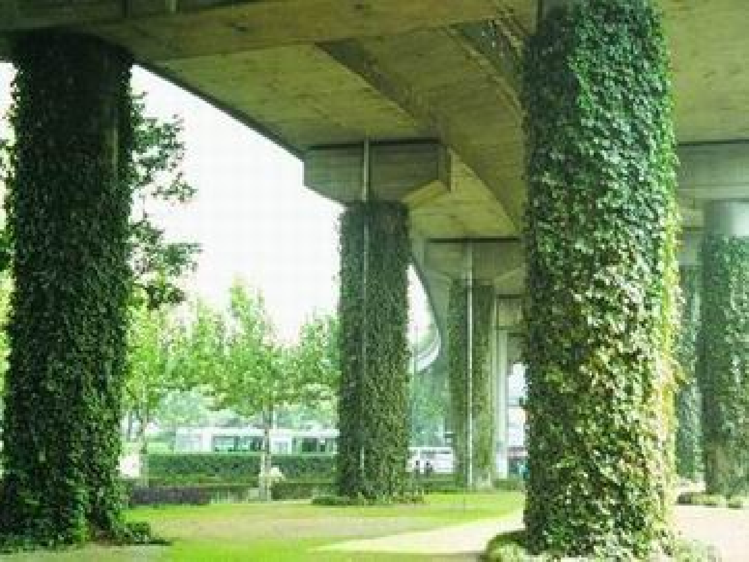 【课件】爬山虎的脚.ppt 第4页