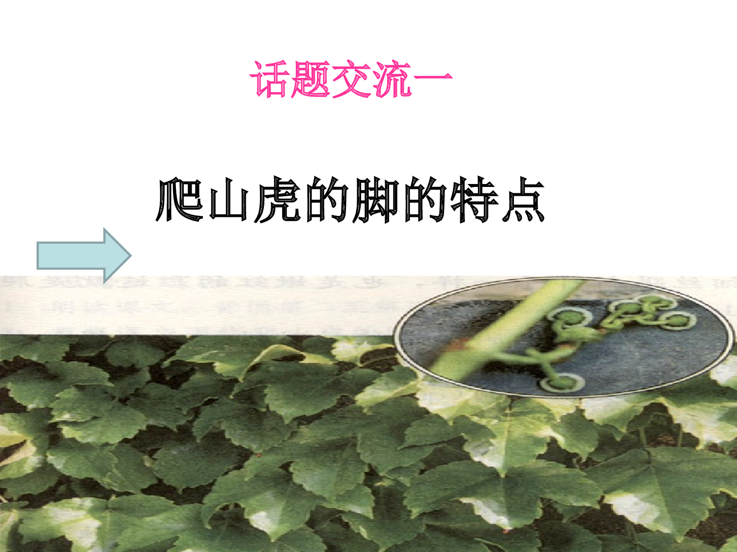 【课件】爬山虎的脚.ppt 第9页