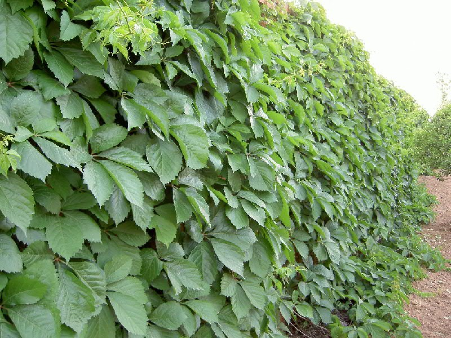 【课件】爬山虎的脚.ppt 第5页