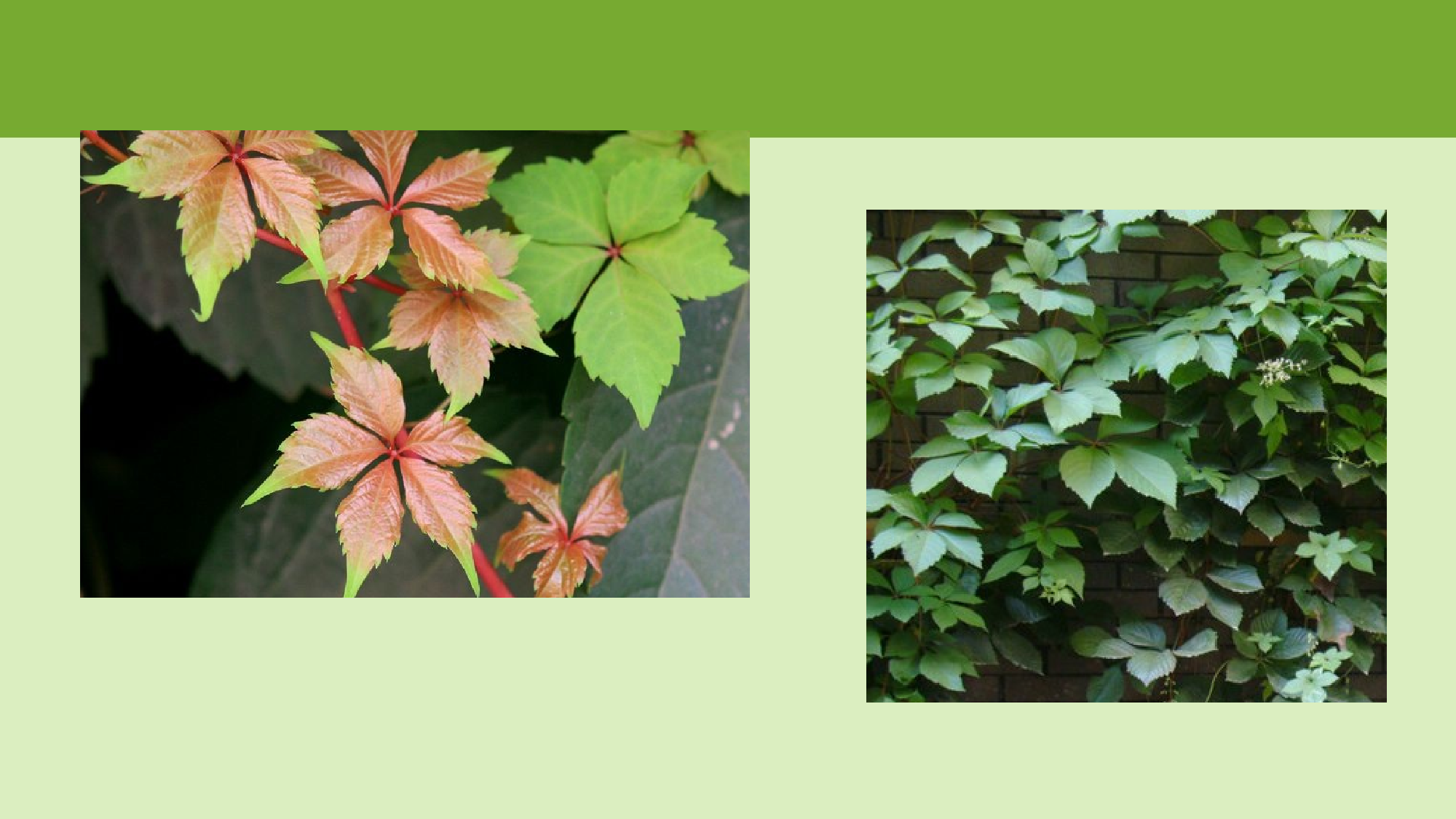 【课件】爬山虎的脚.pptx 第8页