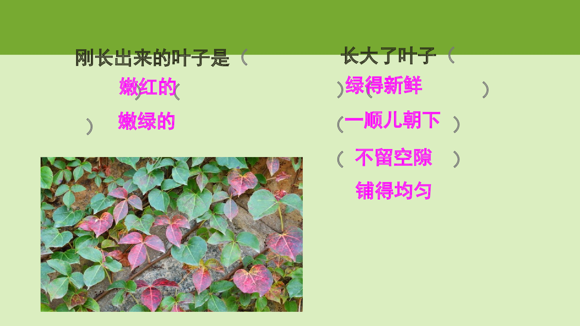 【课件】爬山虎的脚.pptx 第10页