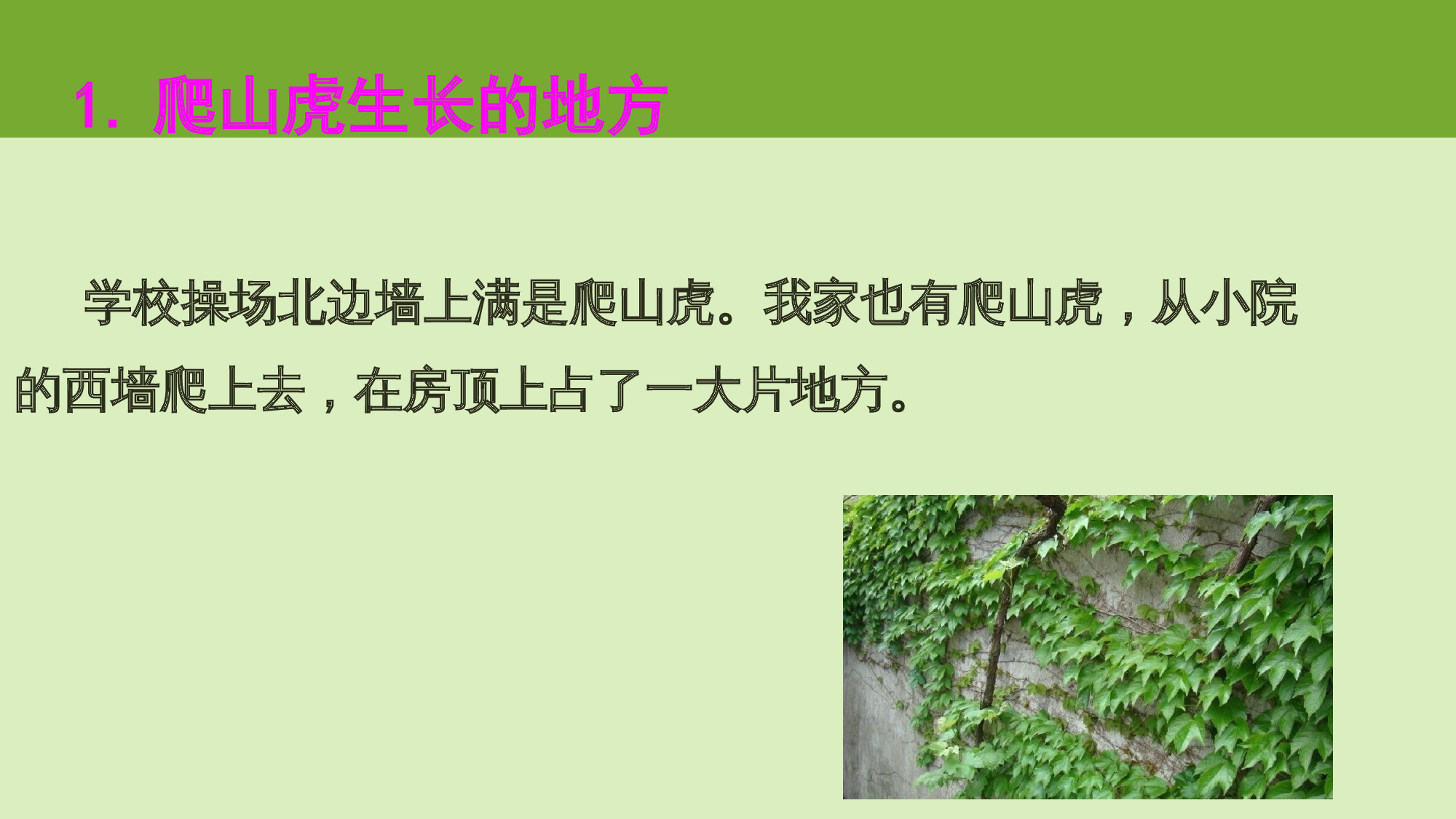 【课件】爬山虎的脚.pptx 第6页