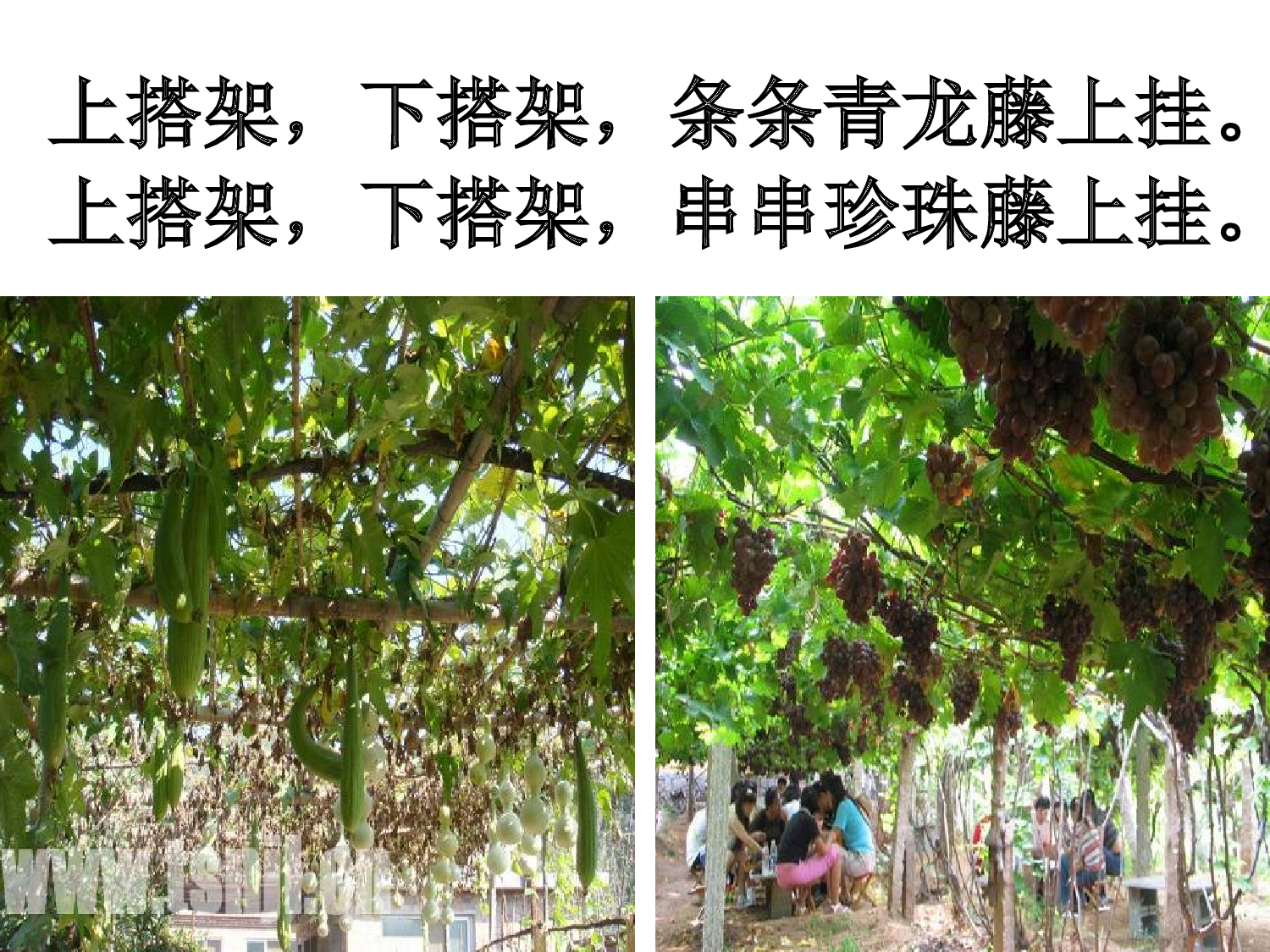 【课件】《爬山虎的脚》第二课时课件 邰雁蓉.ppt 第2页