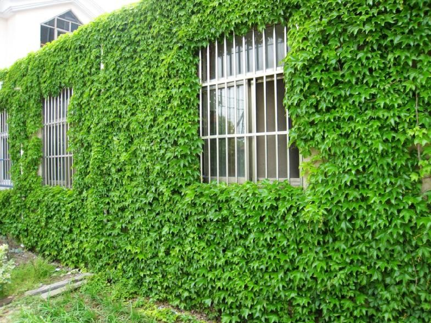 【课件】《爬山虎的脚》第二课时课件 邰雁蓉.ppt 第3页