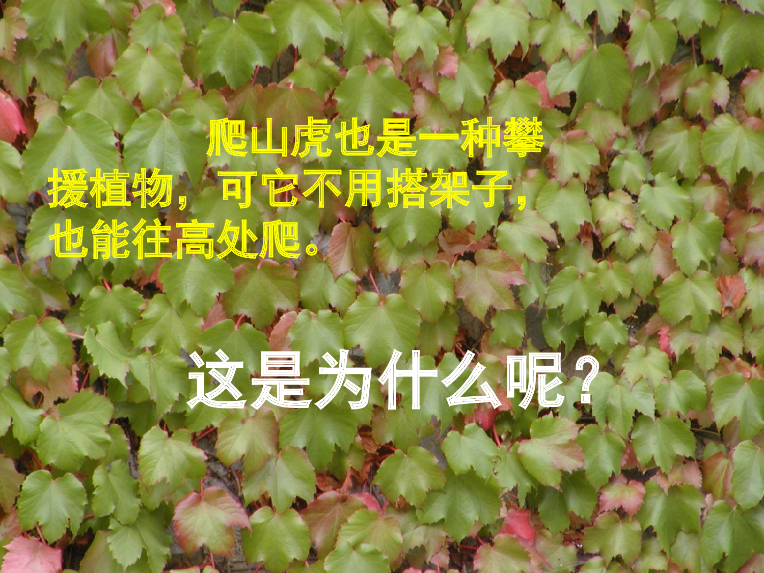 【课件】《爬山虎的脚》第二课时课件 邰雁蓉.ppt 第4页