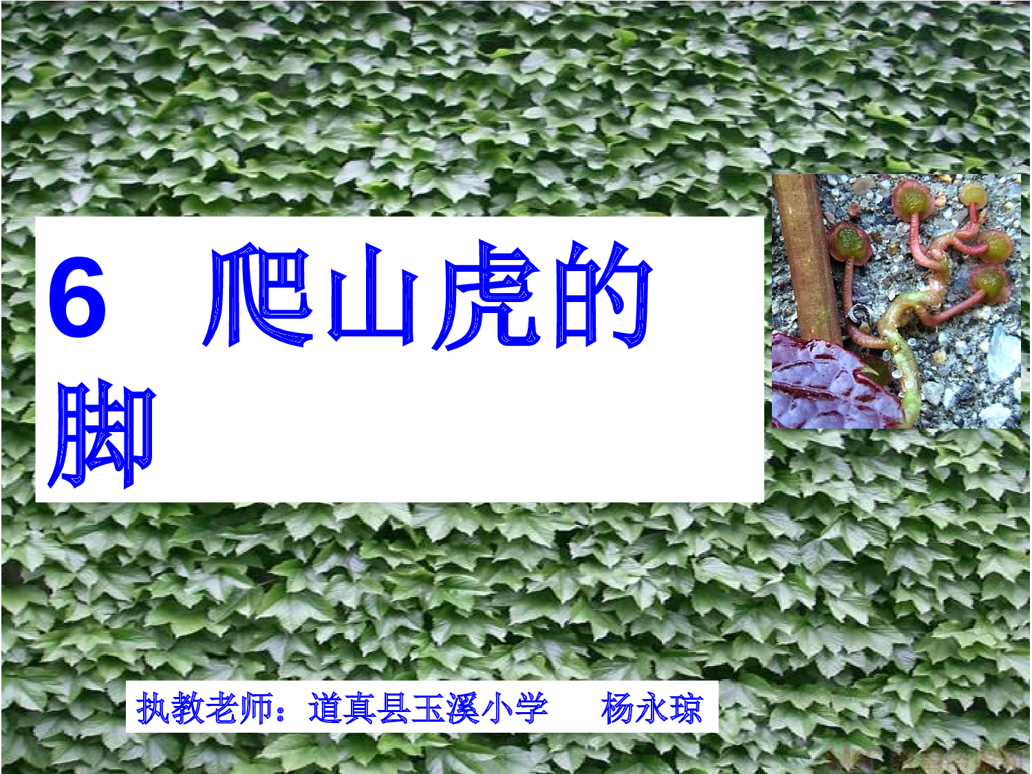 【课件】爬山虎的脚.ppt 第2页
