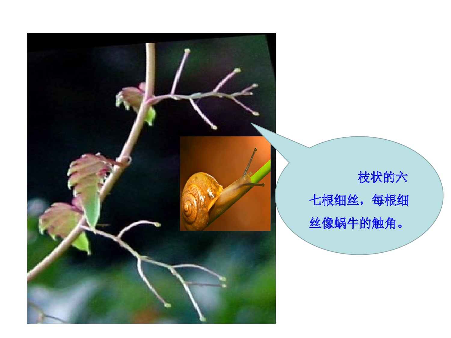 【课件】爬山虎的脚.ppt 第10页