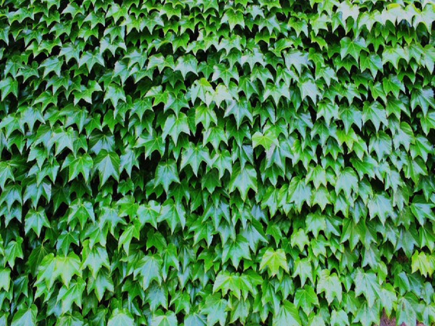 【课件】爬山虎的脚.ppt 第4页