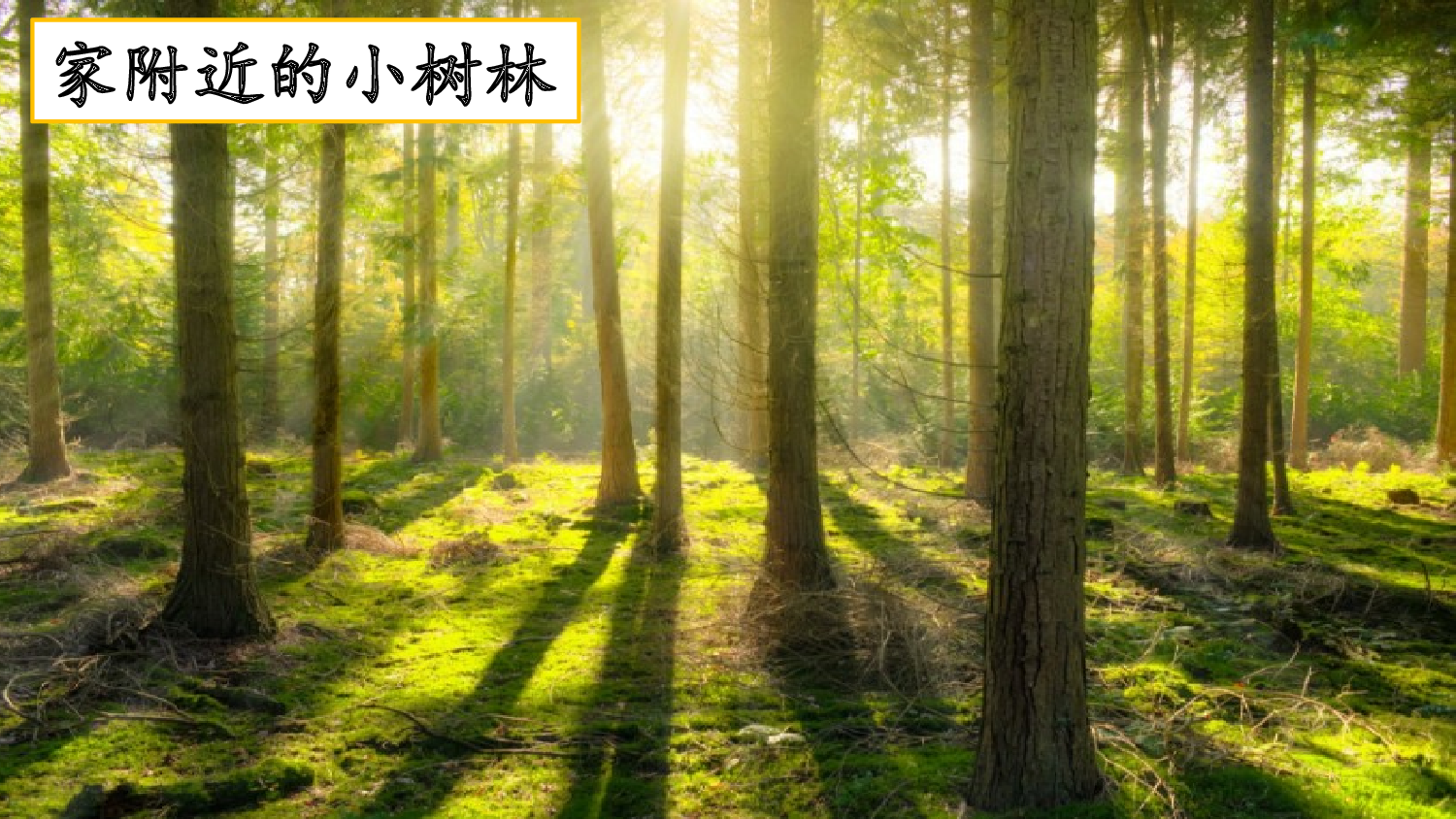 习作：游________【优质版】.pptx 第6页