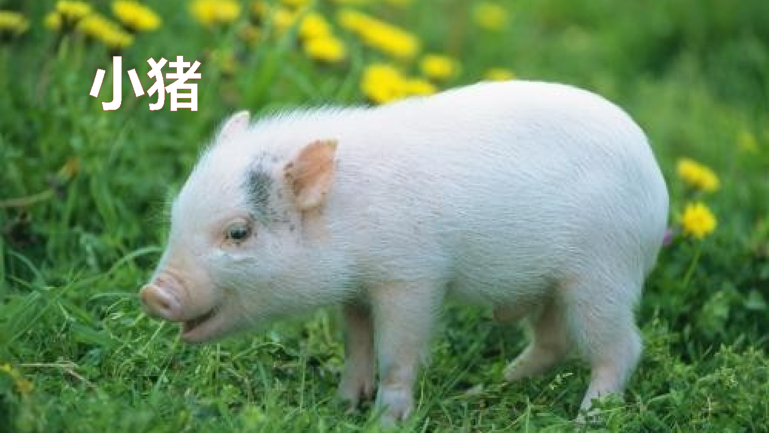 习作：我的动物朋友【优质版】.pptx 第6页