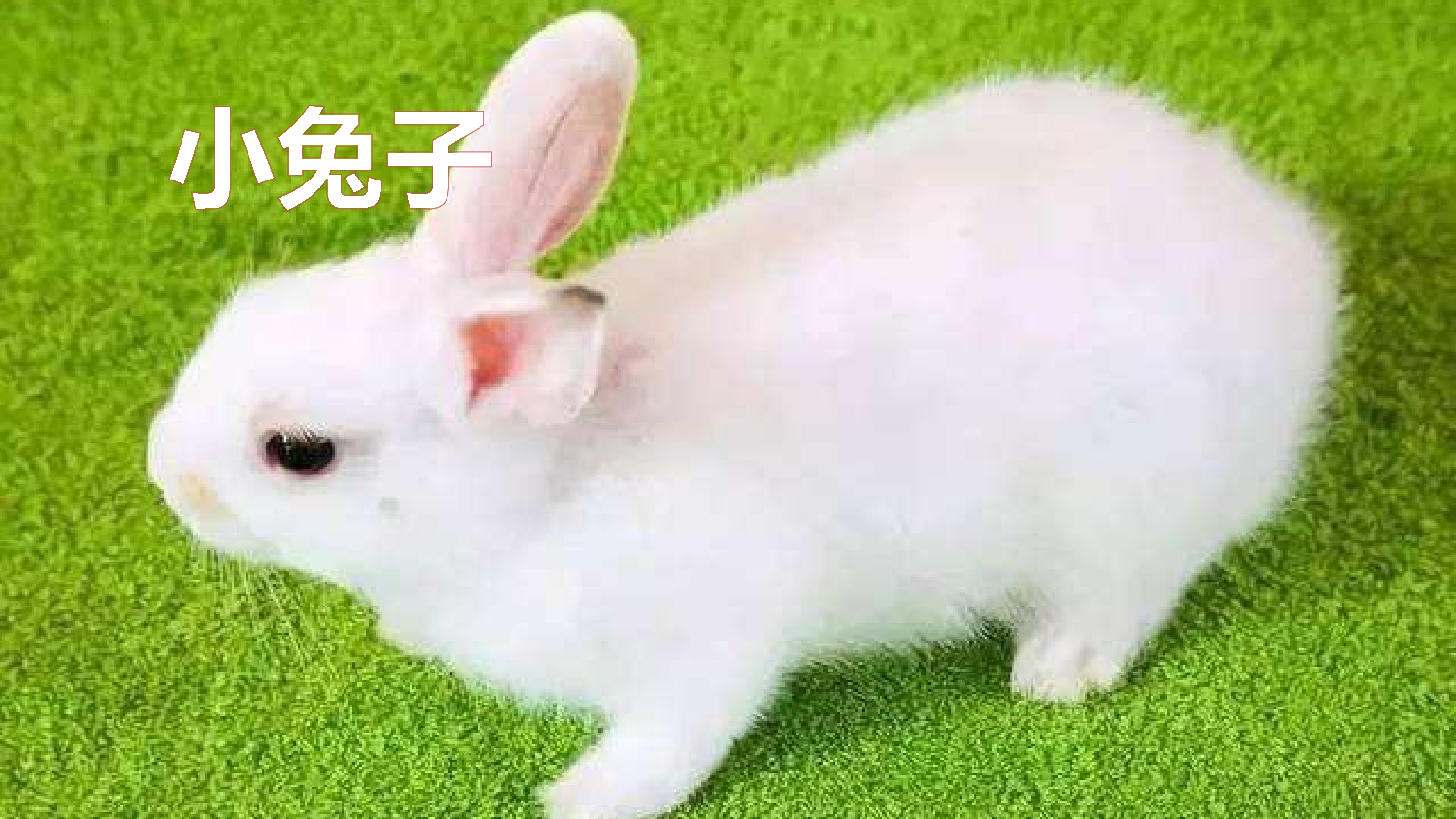 习作：我的动物朋友【优质版】.pptx 第7页