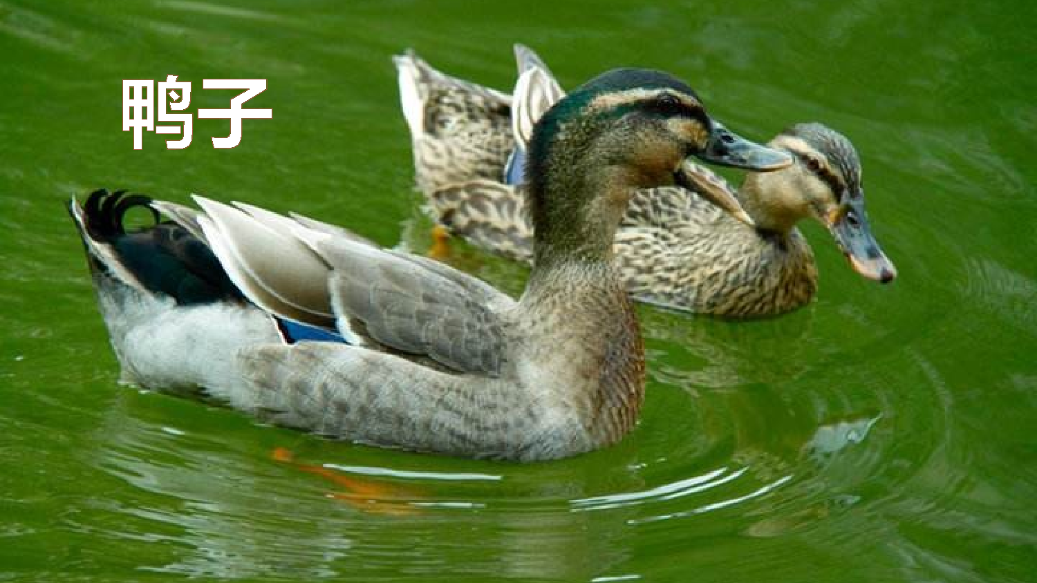 习作：我的动物朋友【优质版】.pptx 第9页