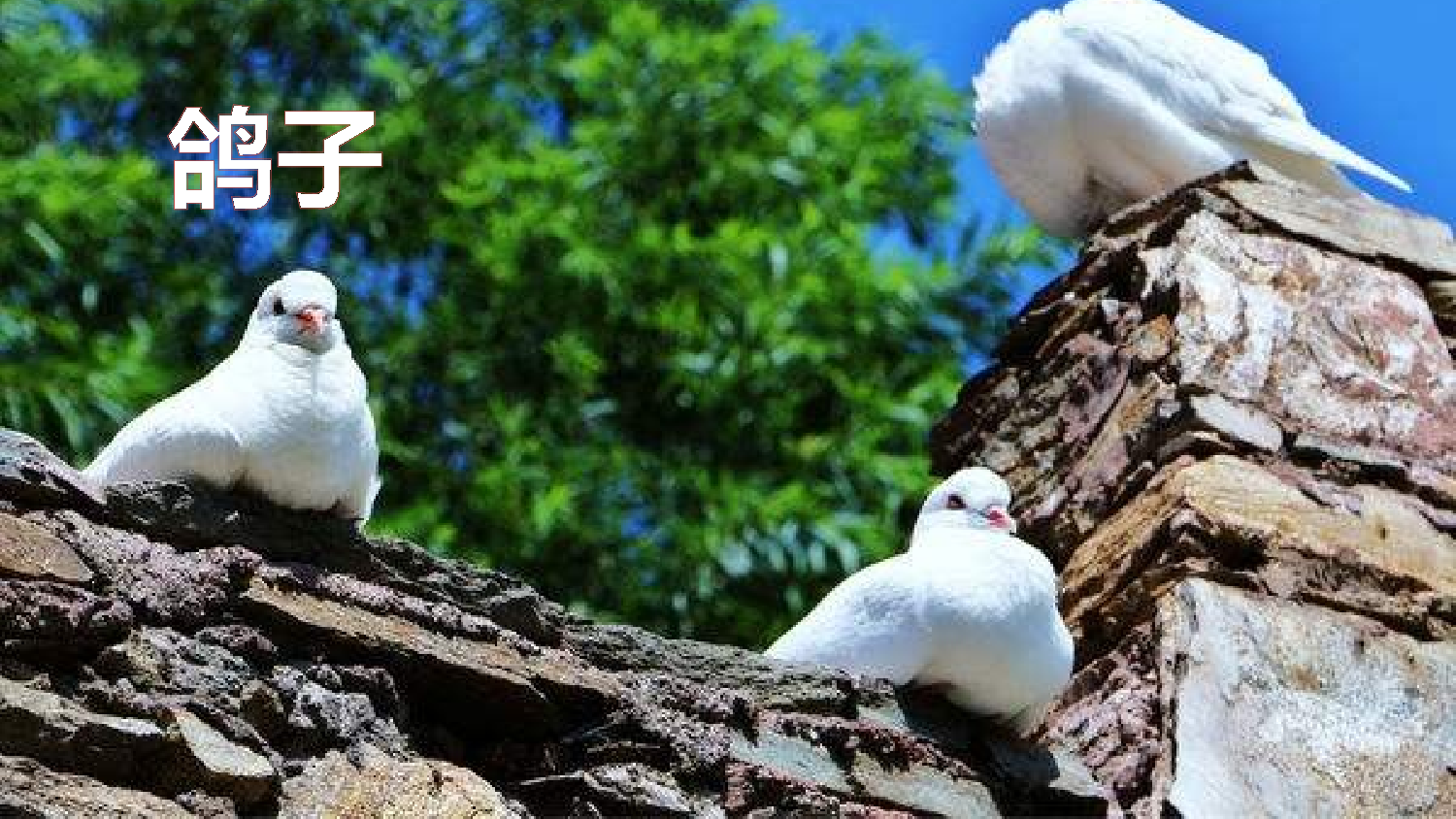 习作：我的动物朋友【优质版】.pptx 第8页